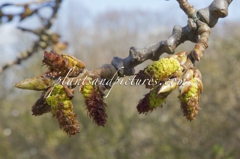 Populus wilsonii x Populus lasiocarpa