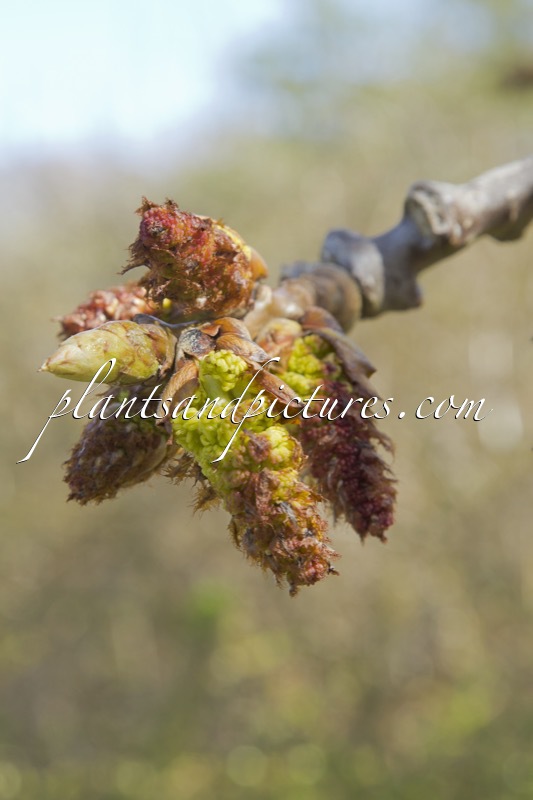 Populus wilsonii x Populus lasiocarpa