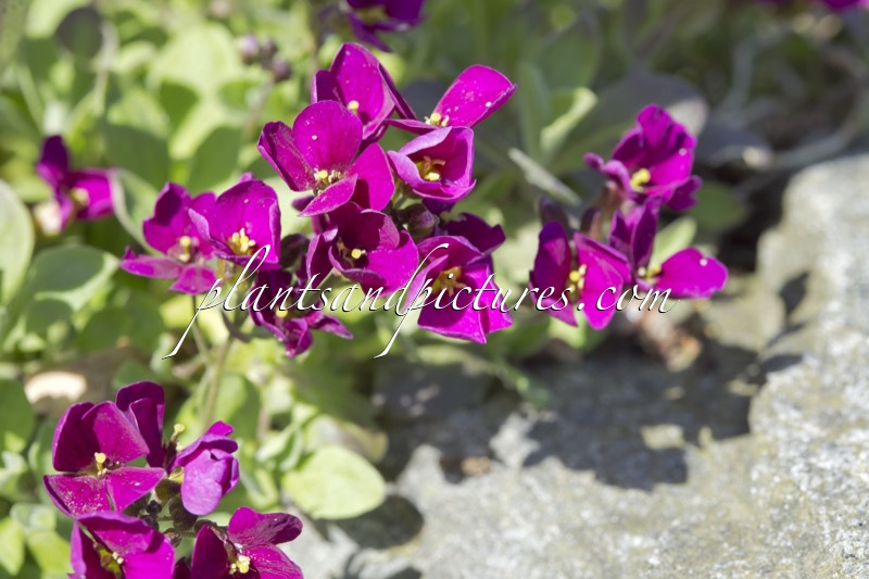 Arabis caucasica ‘Ararosa’ (LITTLE TREASURE DEEP ROSE)