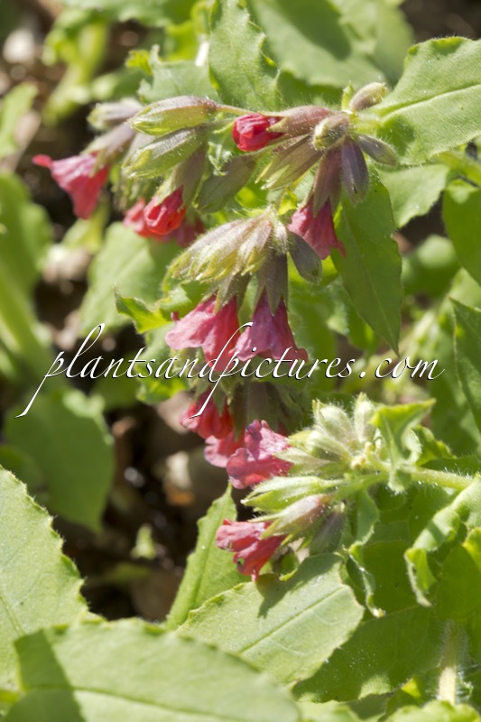 Pulmonaria rubra