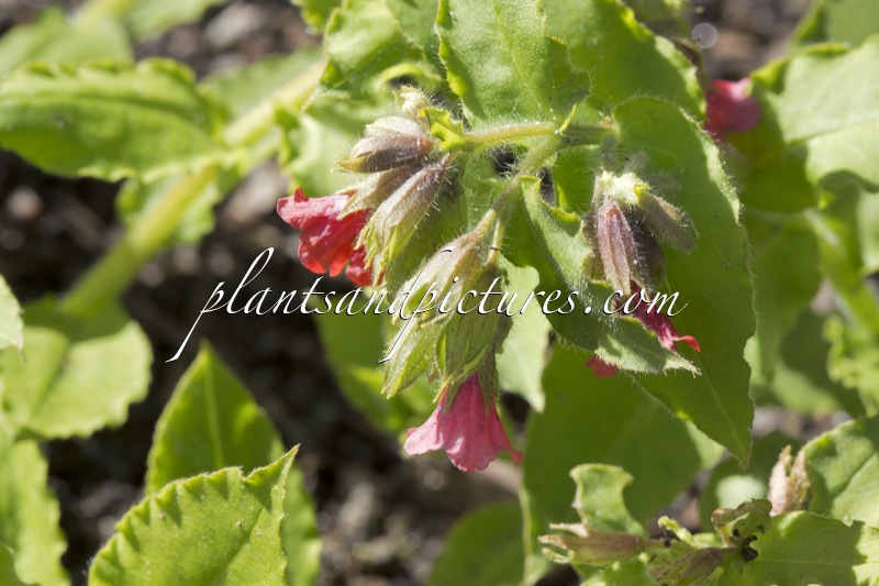 Pulmonaria rubra