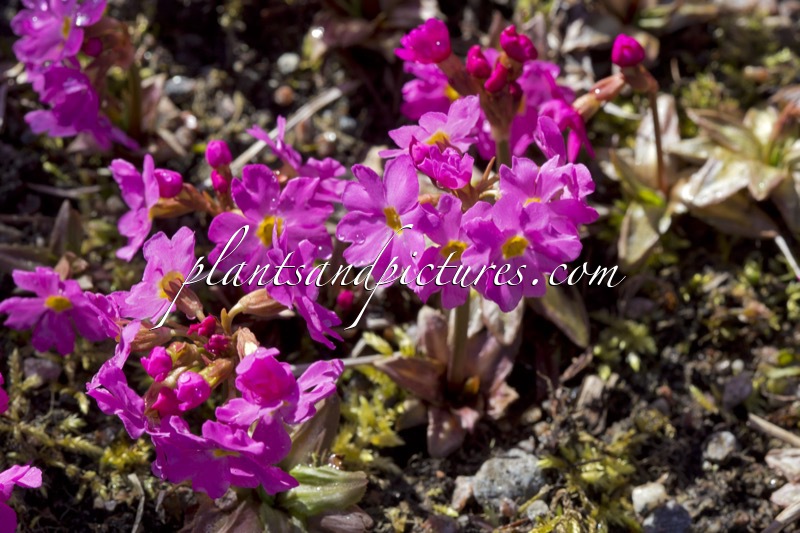 Primula rosea ‘Grandiflora’