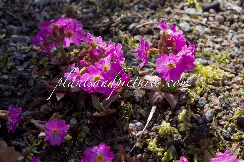 Primula rosea ‘Grandiflora’
