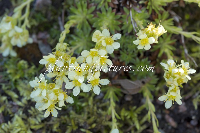Saxifraga apiculata ‘Gregor Mendel’
