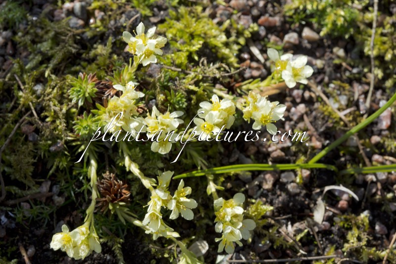 Saxifraga apiculata ‘Gregor Mendel’