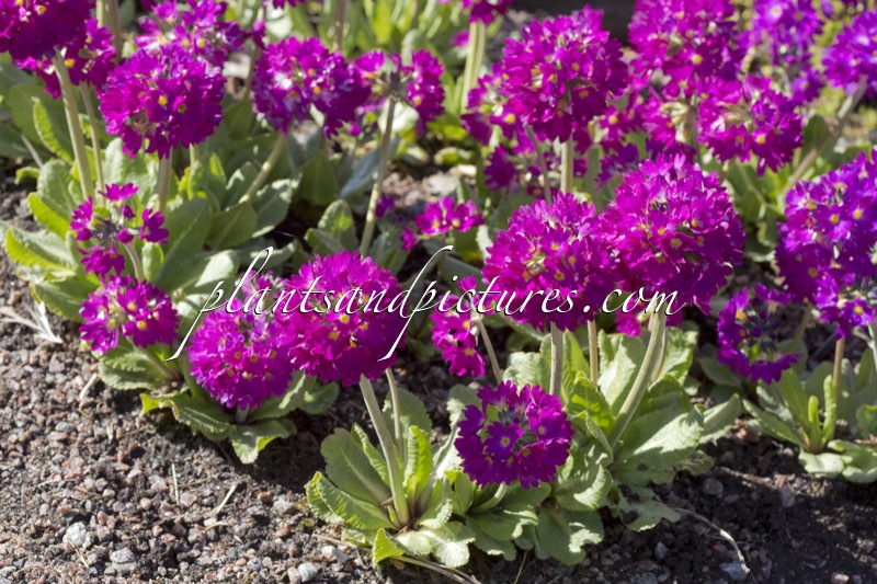 Primula denticulata ‘Rubra’