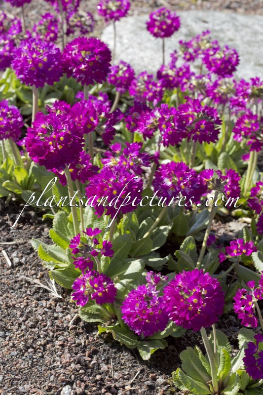 Primula denticulata ‘Rubra’