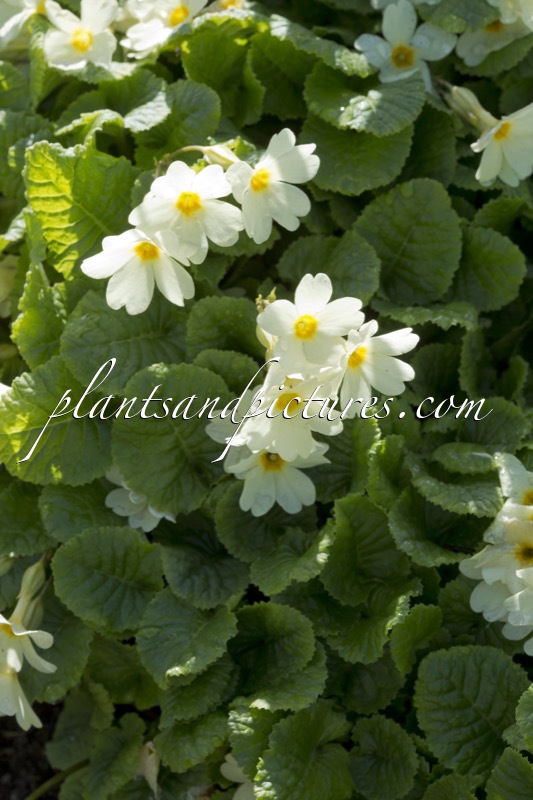 Primula pruhonicensis ‘John Mo’