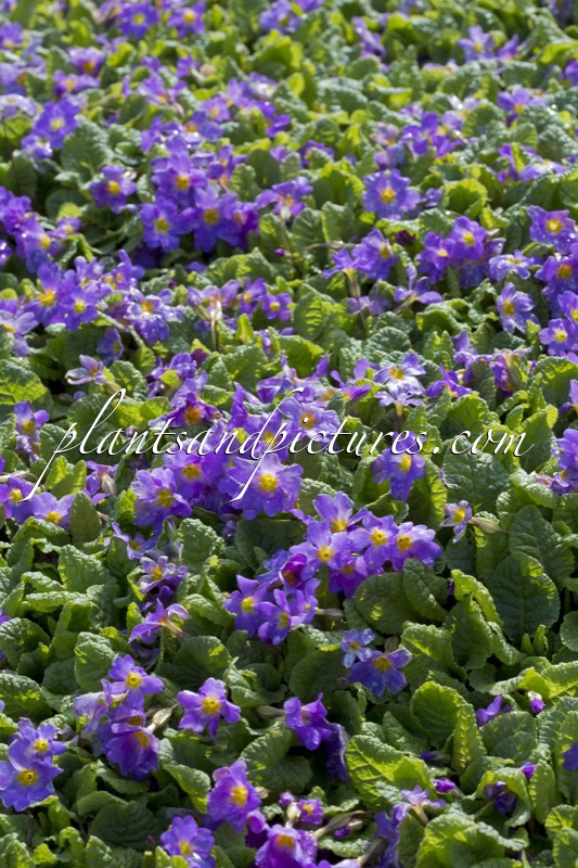 Primula ‘Mrs McGillivray’