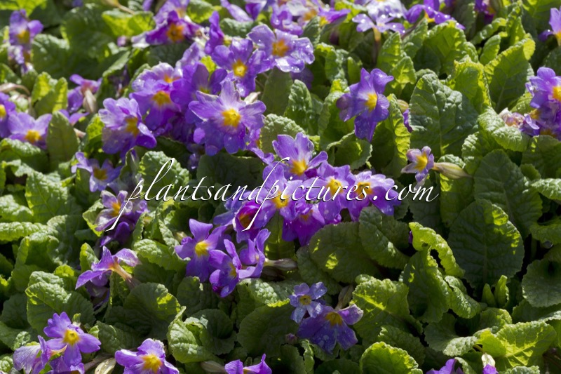 Primula ‘Mrs McGillivray’