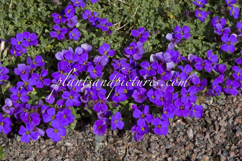 Aubrieta ‘Audelpur’ (AXCENT DEEP PURPLE)
