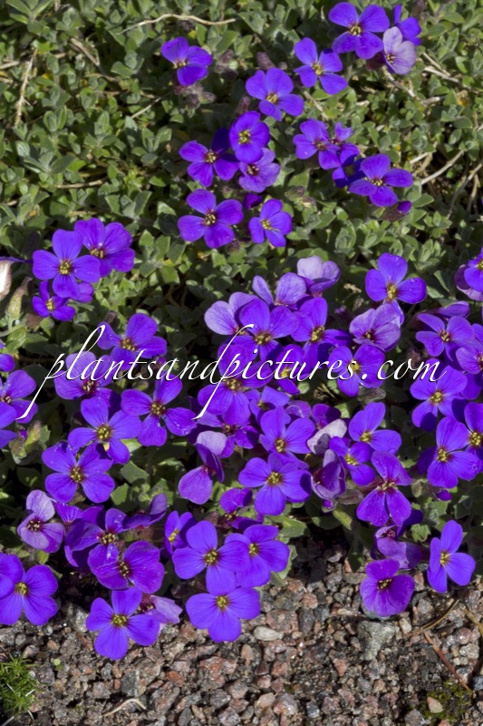 Aubrieta ‘Audelpur’ (AXCENT DEEP PURPLE)