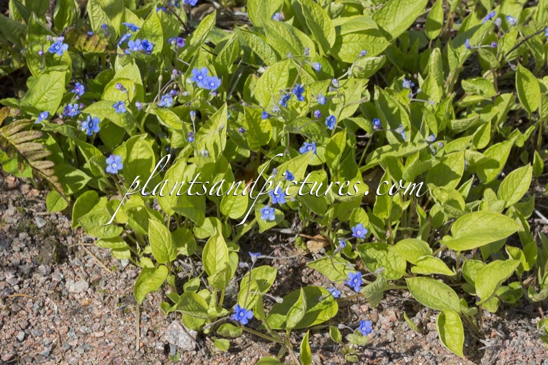 Omphalodes verna