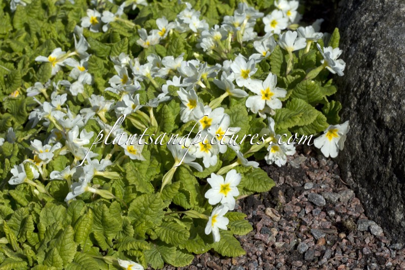 Primula ‘Sneeuwwitje’