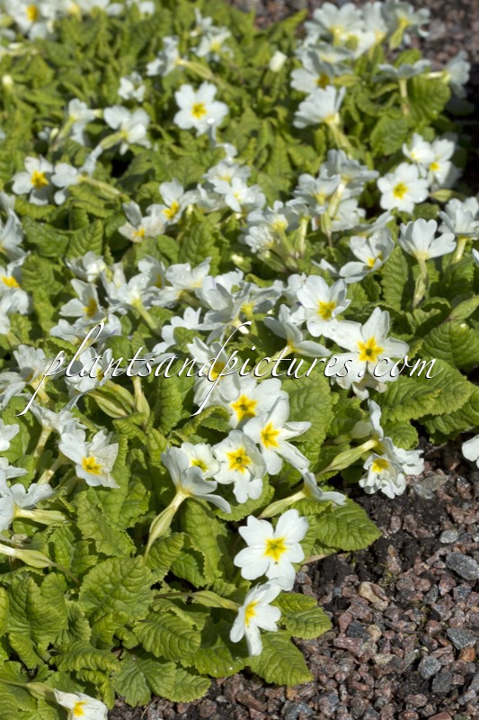 Primula ‘Sneeuwwitje’
