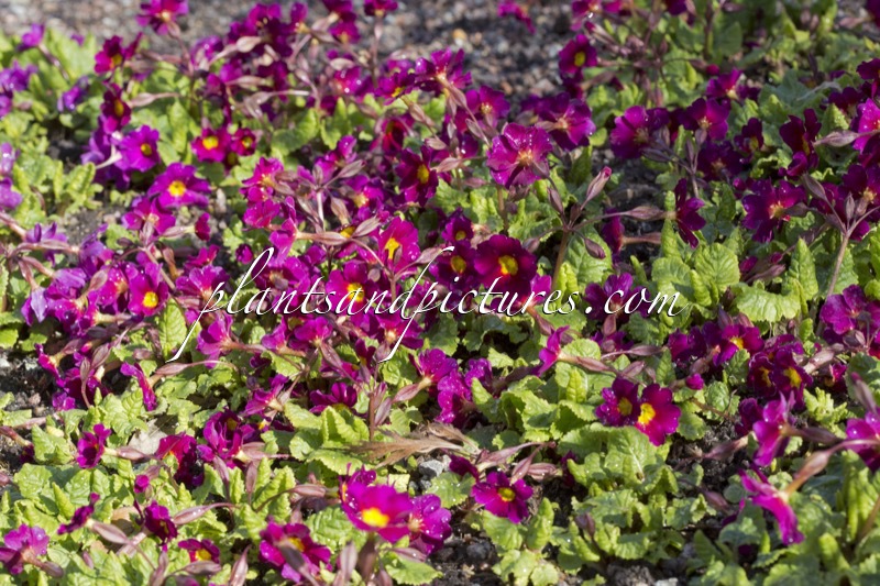 Primula ‘Lebensfreude’