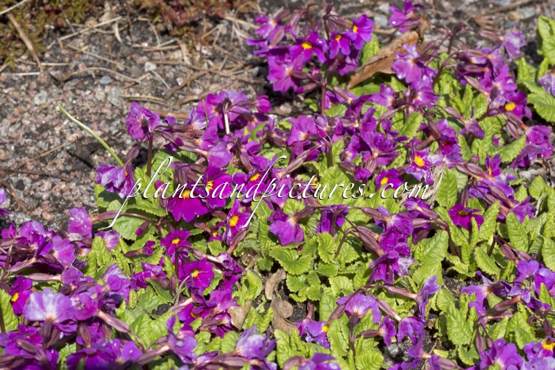 Primula ‘Farfar’