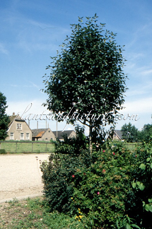 Sorbus latifolia ‘Henk Vink’