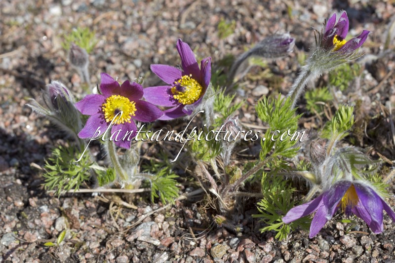 Pulsatilla vulgaris