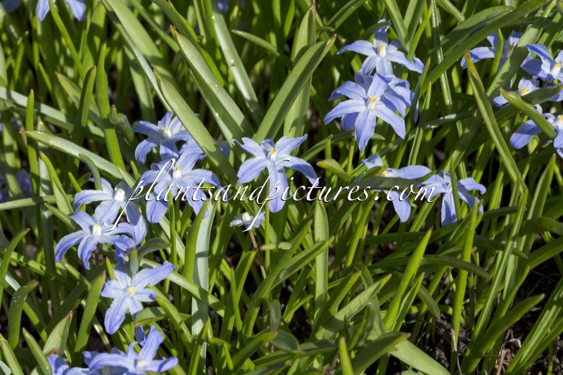Scilla luciliae