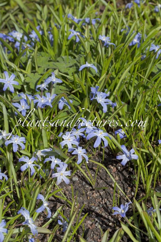 Scilla luciliae
