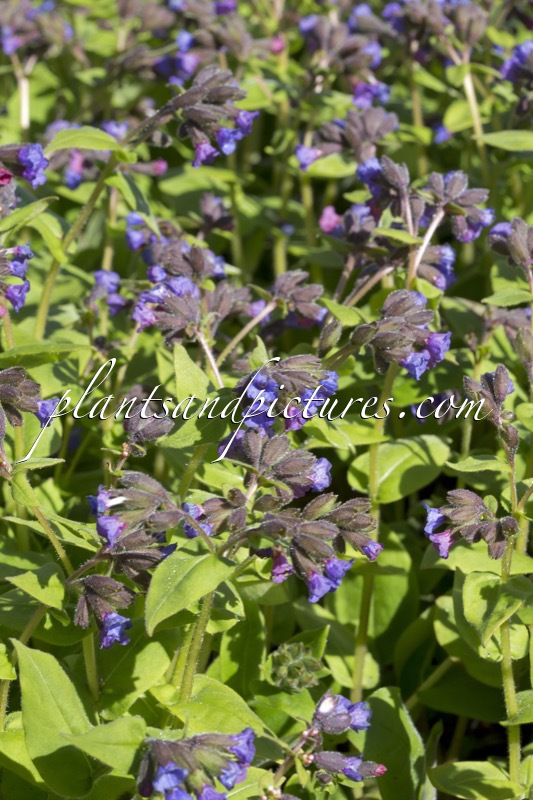 Pulmonaria montana ‘Azurea’