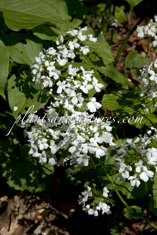 Thlaspi macrophyllum