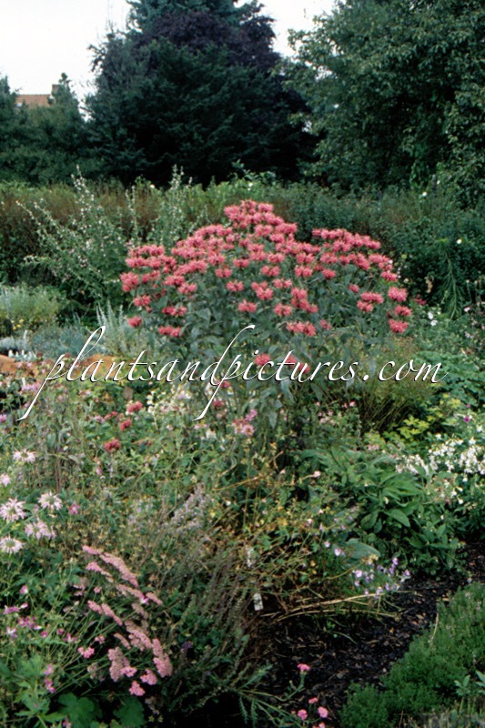 Monarda ‘Balance’