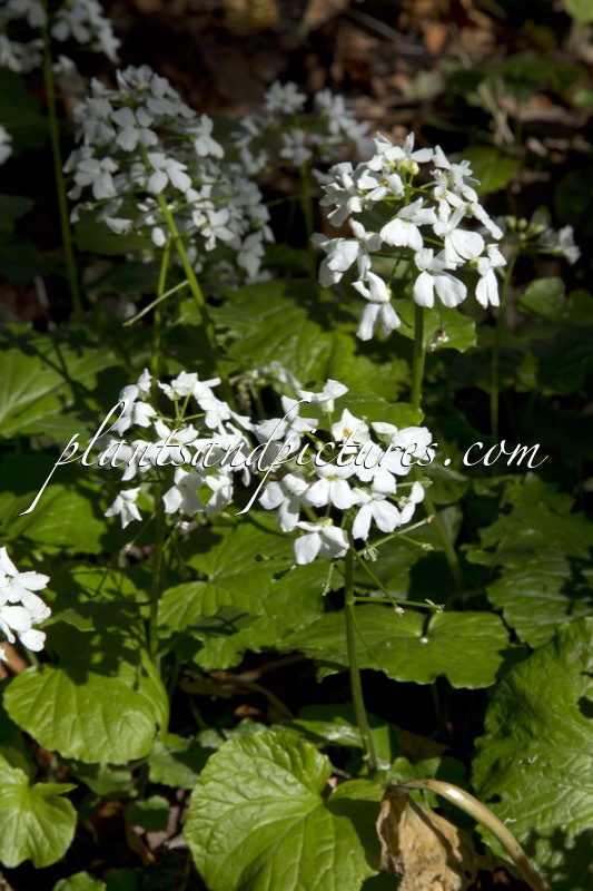 Thlaspi macrophyllum