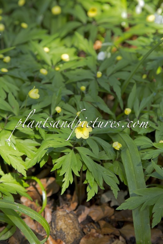 Anemone lipsiensis