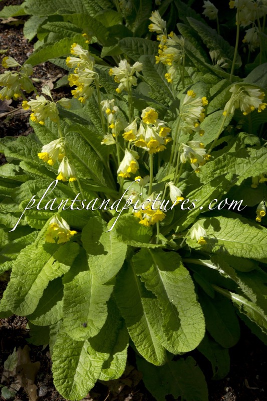 Primula veris subsp. macrocalyx