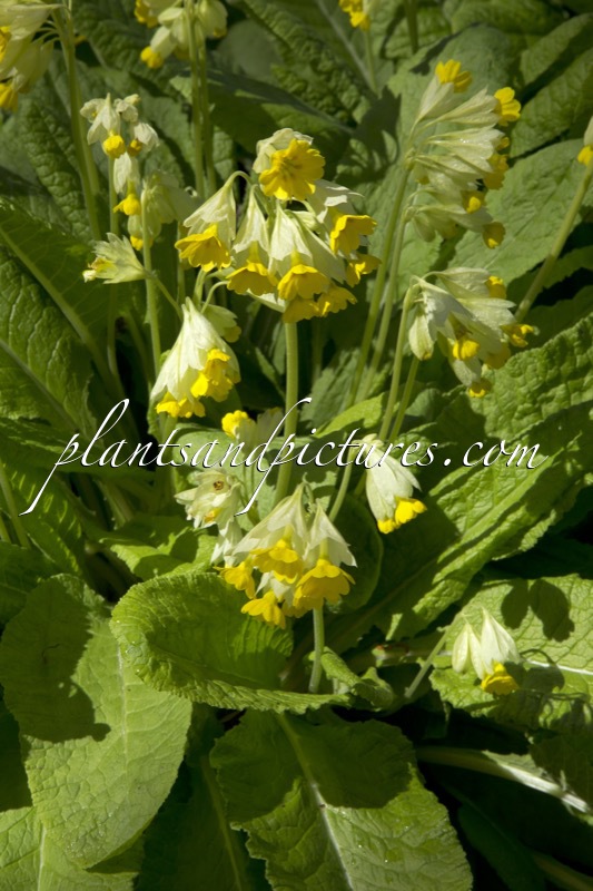 Primula veris subsp. macrocalyx