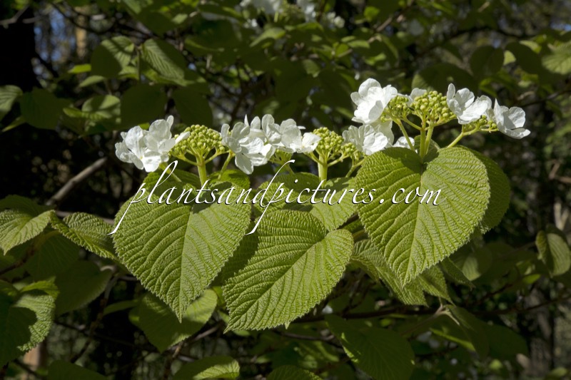 Viburnum furcatum