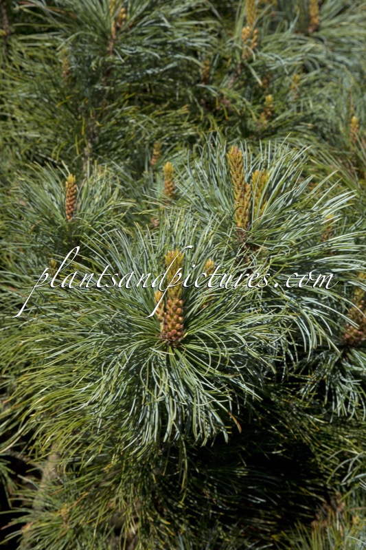 Pinus pumila
