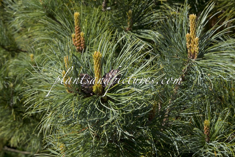Pinus pumila