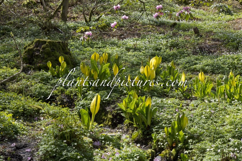 Lysichiton americanus