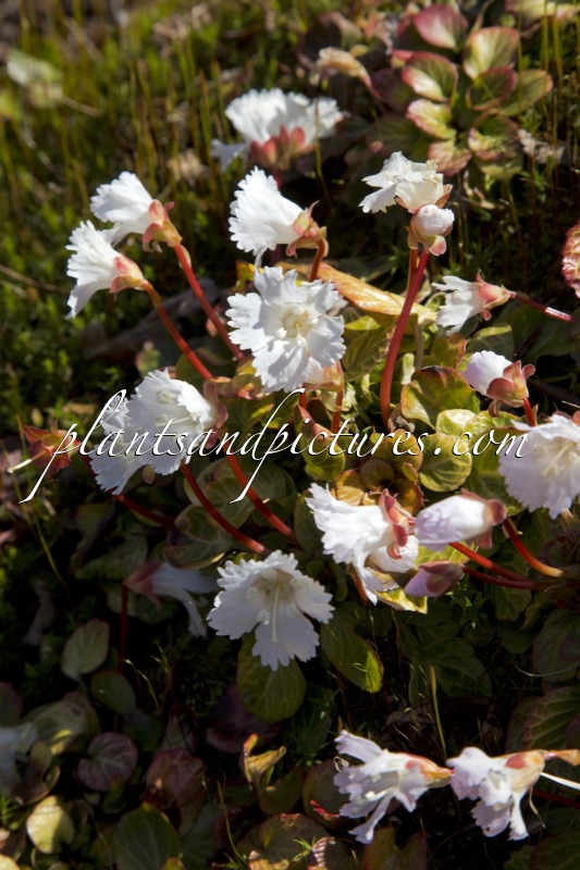 Shortia uniflora