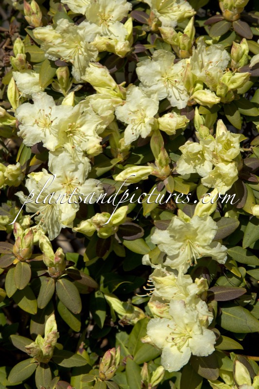 Rhododendron keiskei