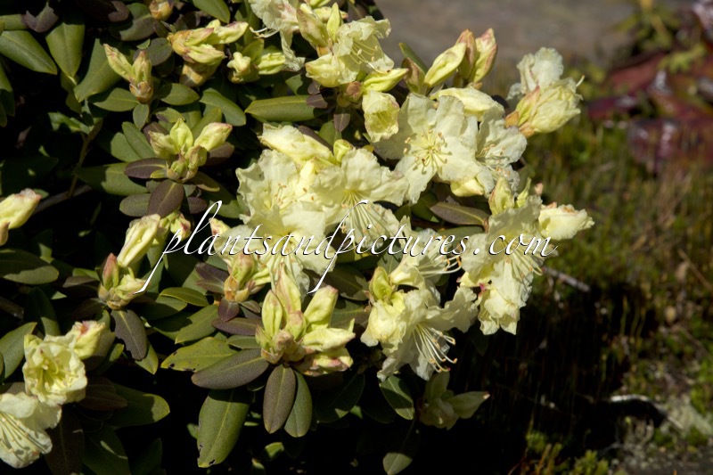 Rhododendron keiskei