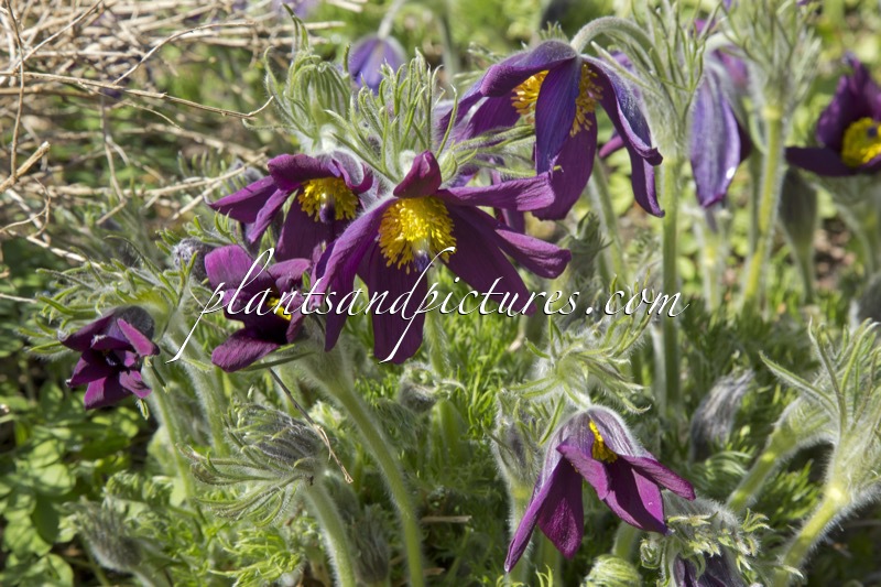 Pulsatilla montana
