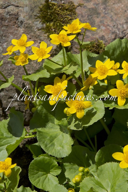 Caltha palustris