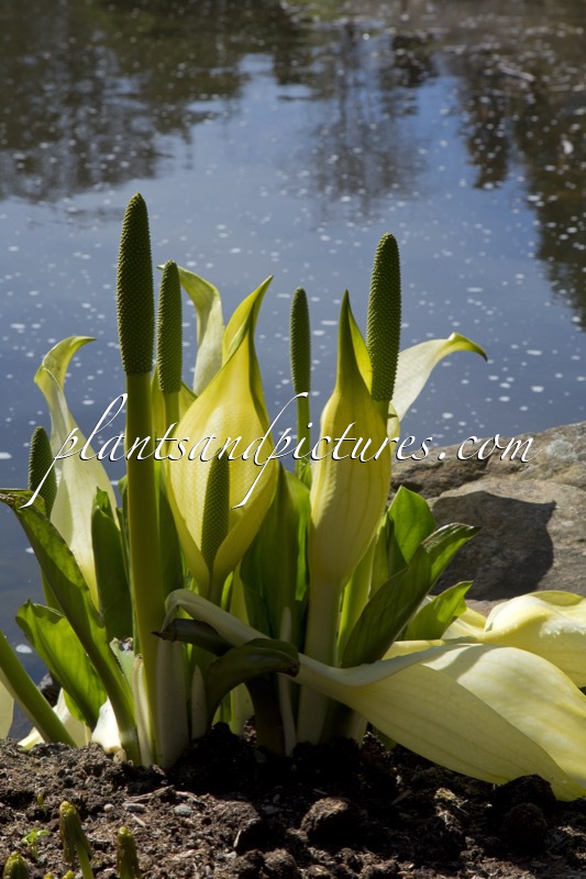 Lysichiton camtschatcensis