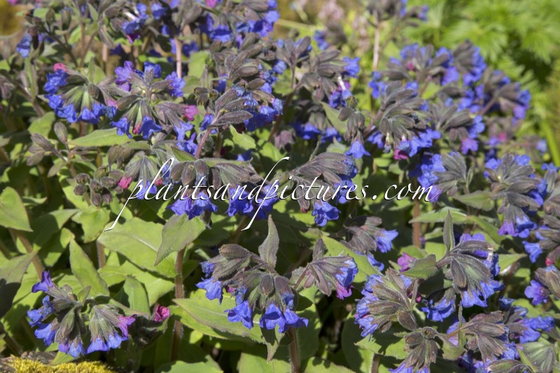 Pulmonaria mollis