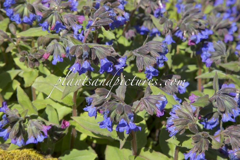 Pulmonaria mollis