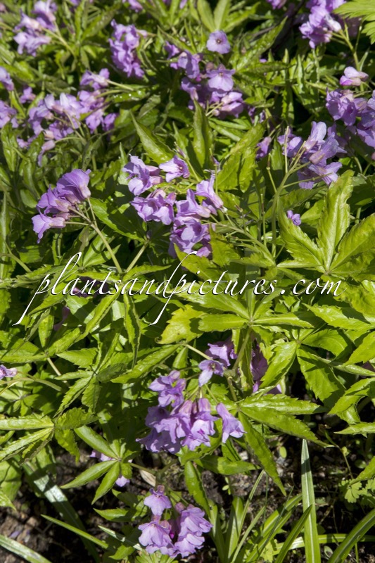 Cardamine glandulosa