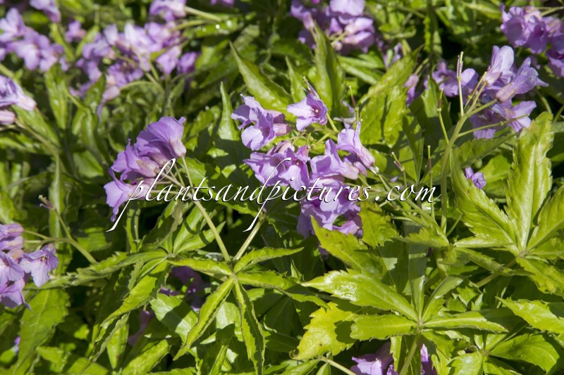 Cardamine glandulosa