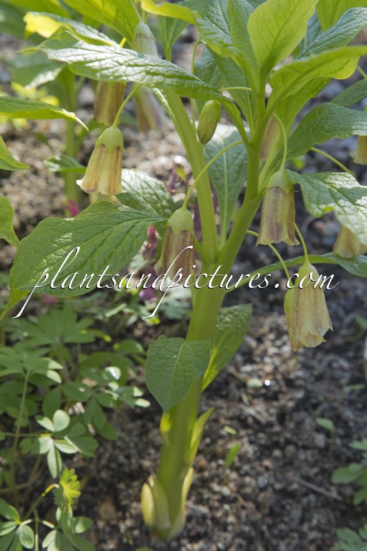 Scopolia carniolica var. hladnikiana