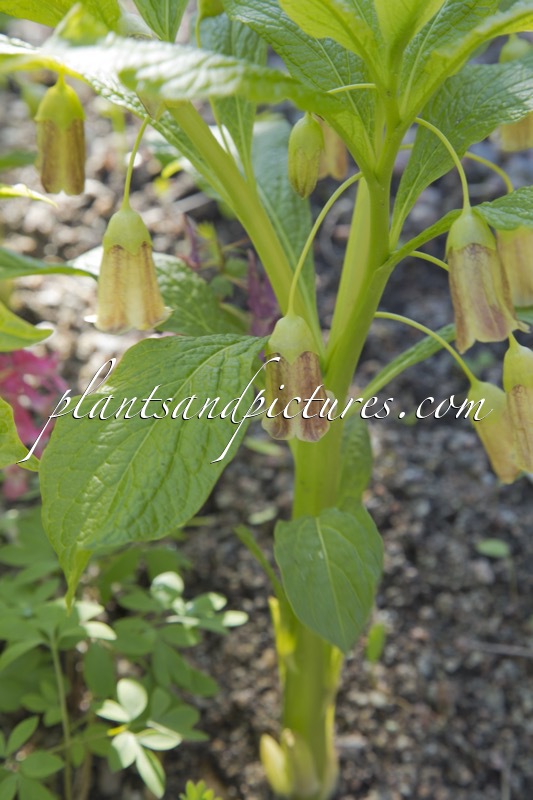 Scopolia carniolica var. hladnikiana