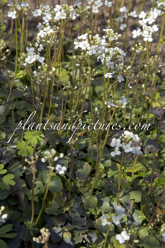 Cardamine trifolia