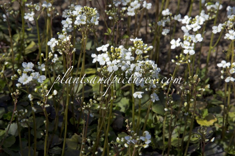 Cardamine trifolia
